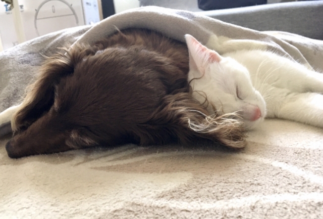 八王子市 巻き爪 犬猫