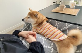 逗子市　巻き爪　犬