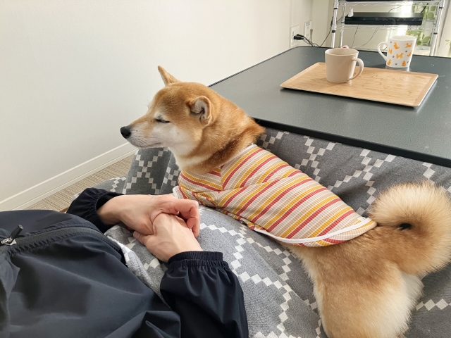 逗子市　巻き爪　犬