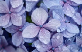 逗子市　巻き爪　花
